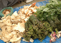 Wild ferns ands mushrroms from a typical weekend market