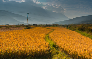 Rice Harvest in Paro, Bhutan