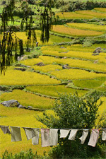 Bhutan Ricefield